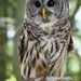 Roseanne, a Bard Owl by selkie