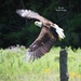 Bruce the Bald Eagle by selkie
