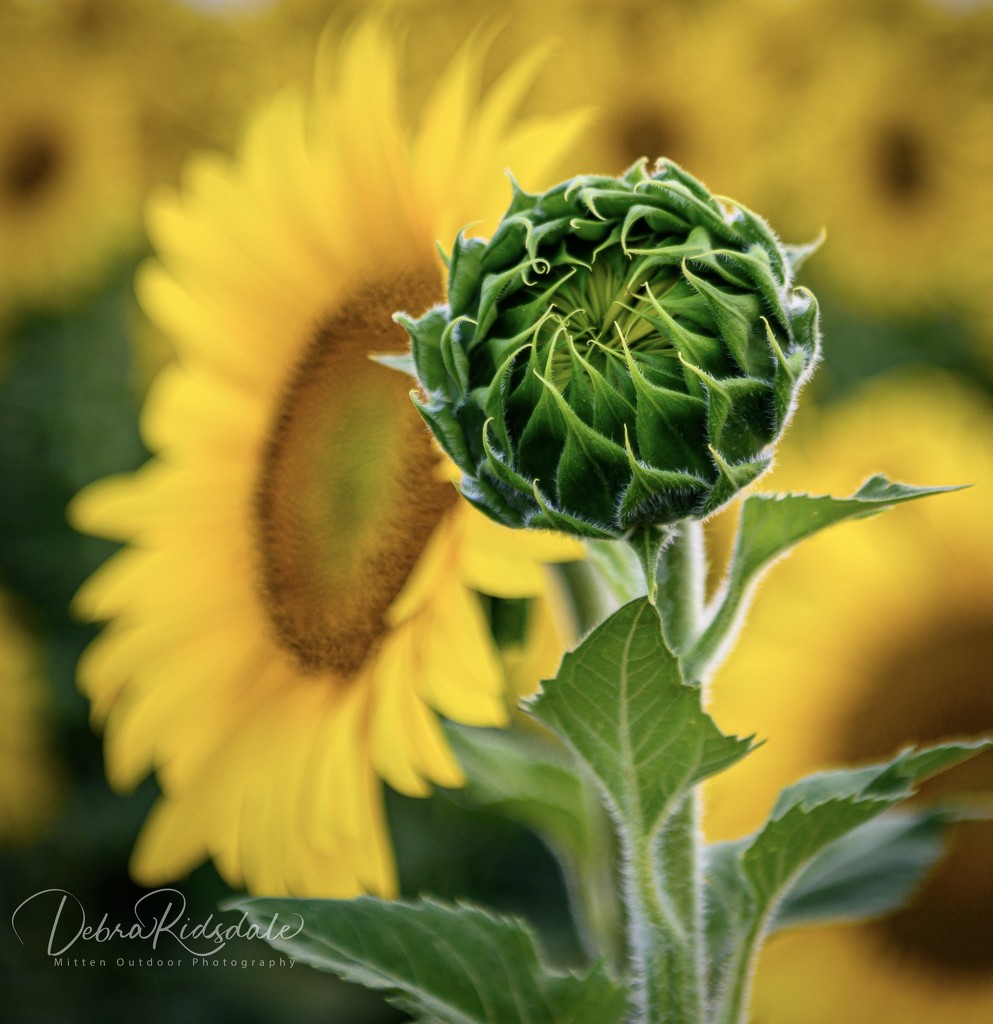 Young sunflower almost ready to bloom  by dridsdale