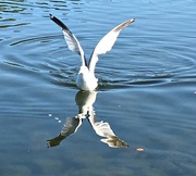11th Aug 2019 - Seagull and reflection