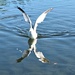 Seagull and reflection by radiogirl