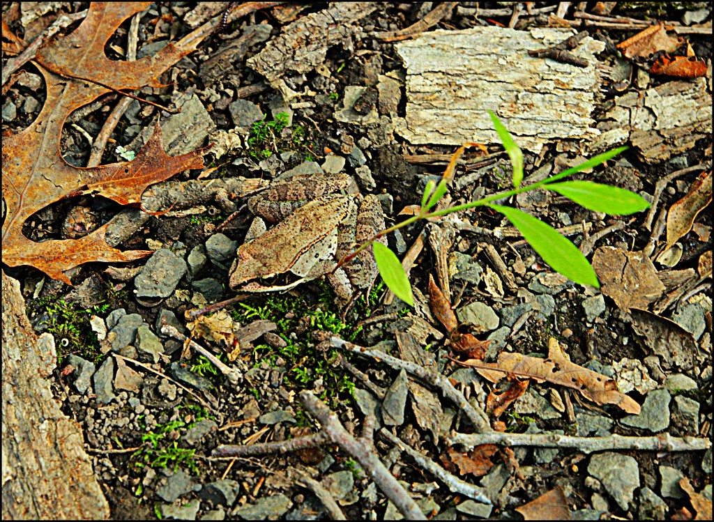 Mountain Chorus Frog Incognito by olivetreeann