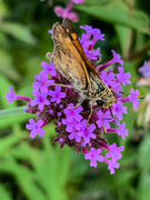 12th Aug 2019 - Flower with Butterfly Another View