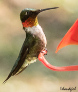 12th Aug 2019 - Ruby-throated Hummingbird 