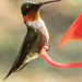 Ruby-throated Hummingbird  by radiogirl