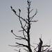 Bird Tree In Silhouette 