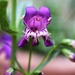Pentestemon Twizzle Purple by sandlily