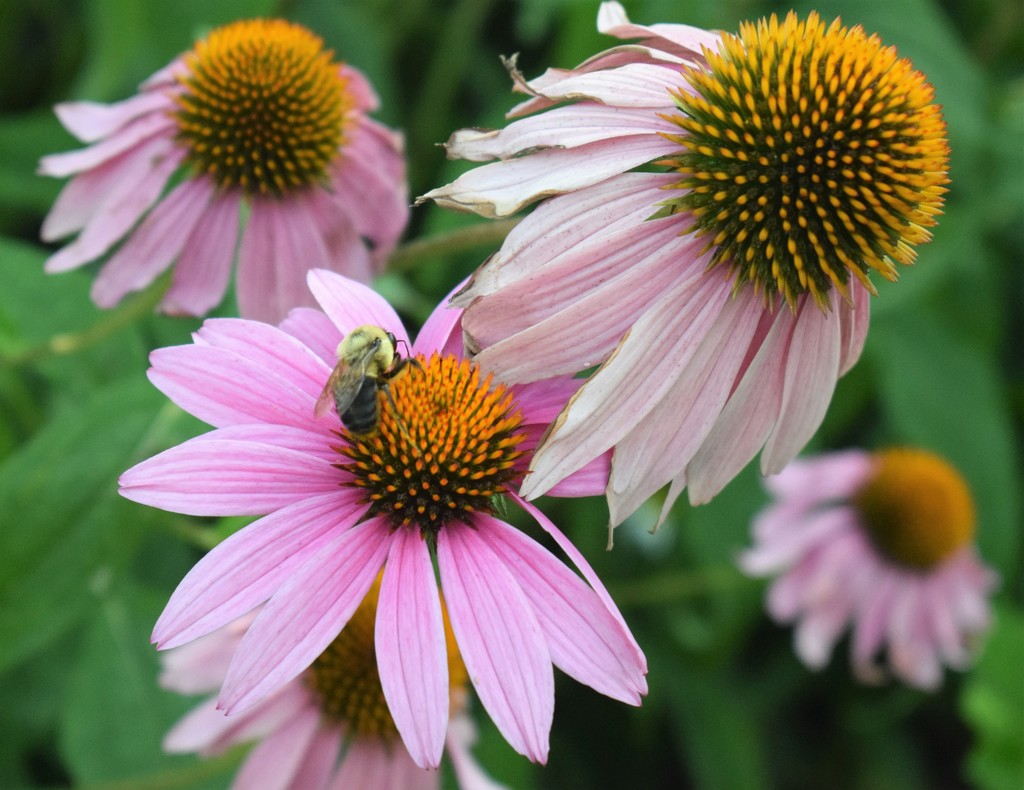 Bee and Coneflowers by sandlily