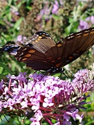 9th Aug 2019 - Butterfly Bush Visitor