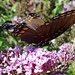Butterfly Bush Visitor by jo38