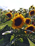 10th Aug 2019 - Among The Sunflowers 