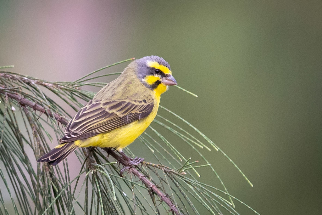 Yellow-fronted Canary by nicoleweg