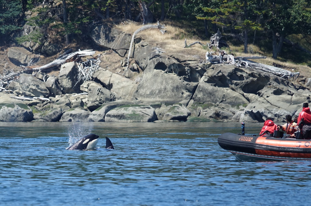 Orca Encounter by redy4et