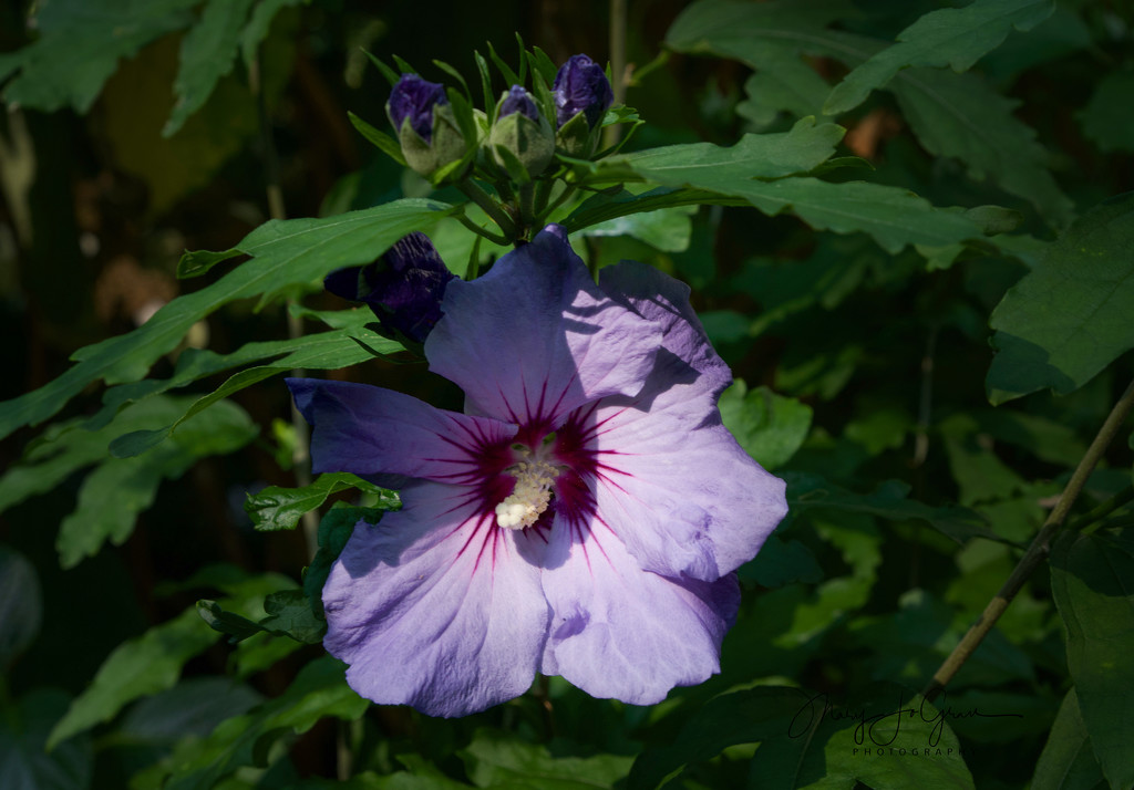 ~Mallow Hibiscus~ by crowfan