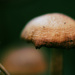 Mushroom magic by koalagardens