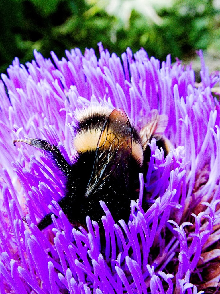 Bee on Artichoke  by allsop