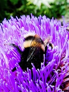 10th Aug 2019 - Bee on Artichoke 