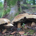 Mushrooms Galore by jamibann