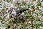12th Aug 2019 - Juvenile Wagtail