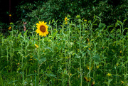 7th Jul 2019 - Sunflower(s)