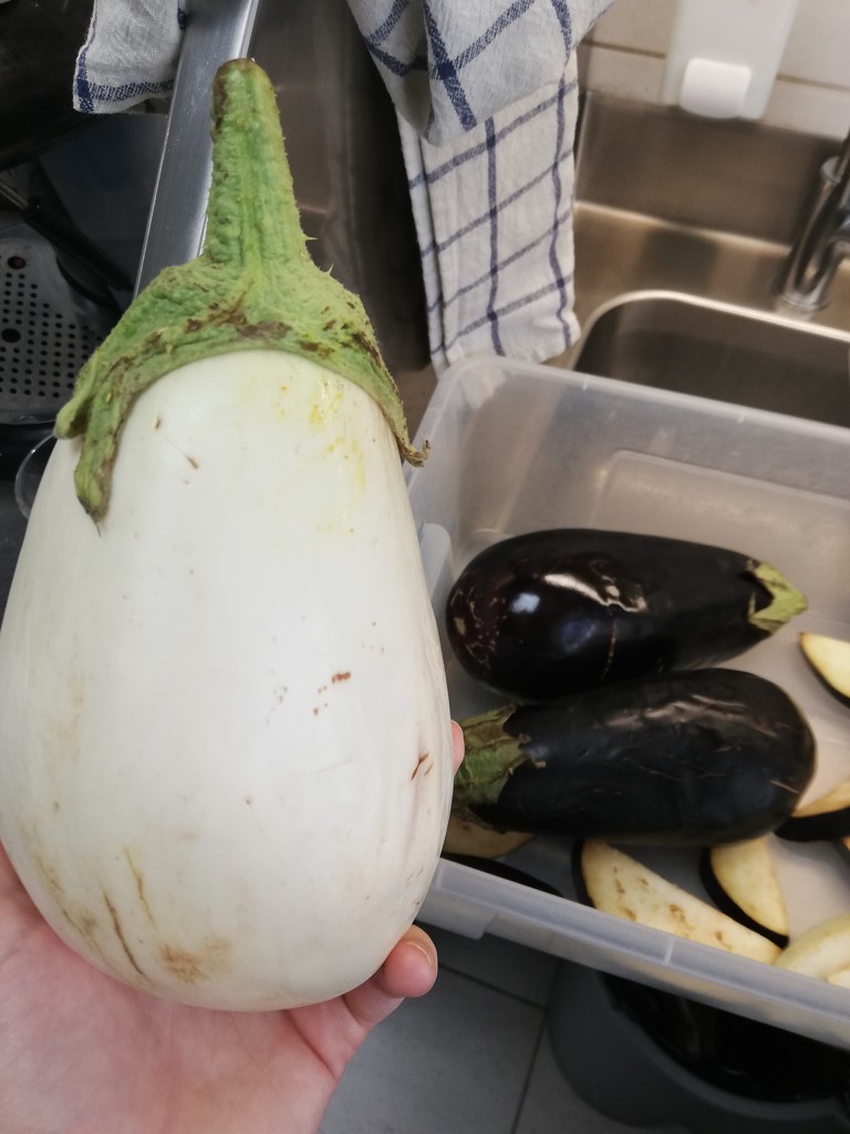 Albino eggplant?  by nami