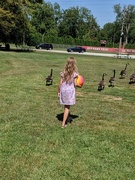 12th Aug 2019 - The geese do not want to play ball