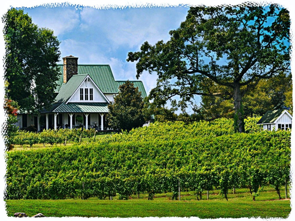 Little House in the Vineyard by peggysirk