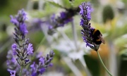 12th Aug 2019 - Lavender Bee