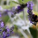 Lavender Bee by phil_sandford