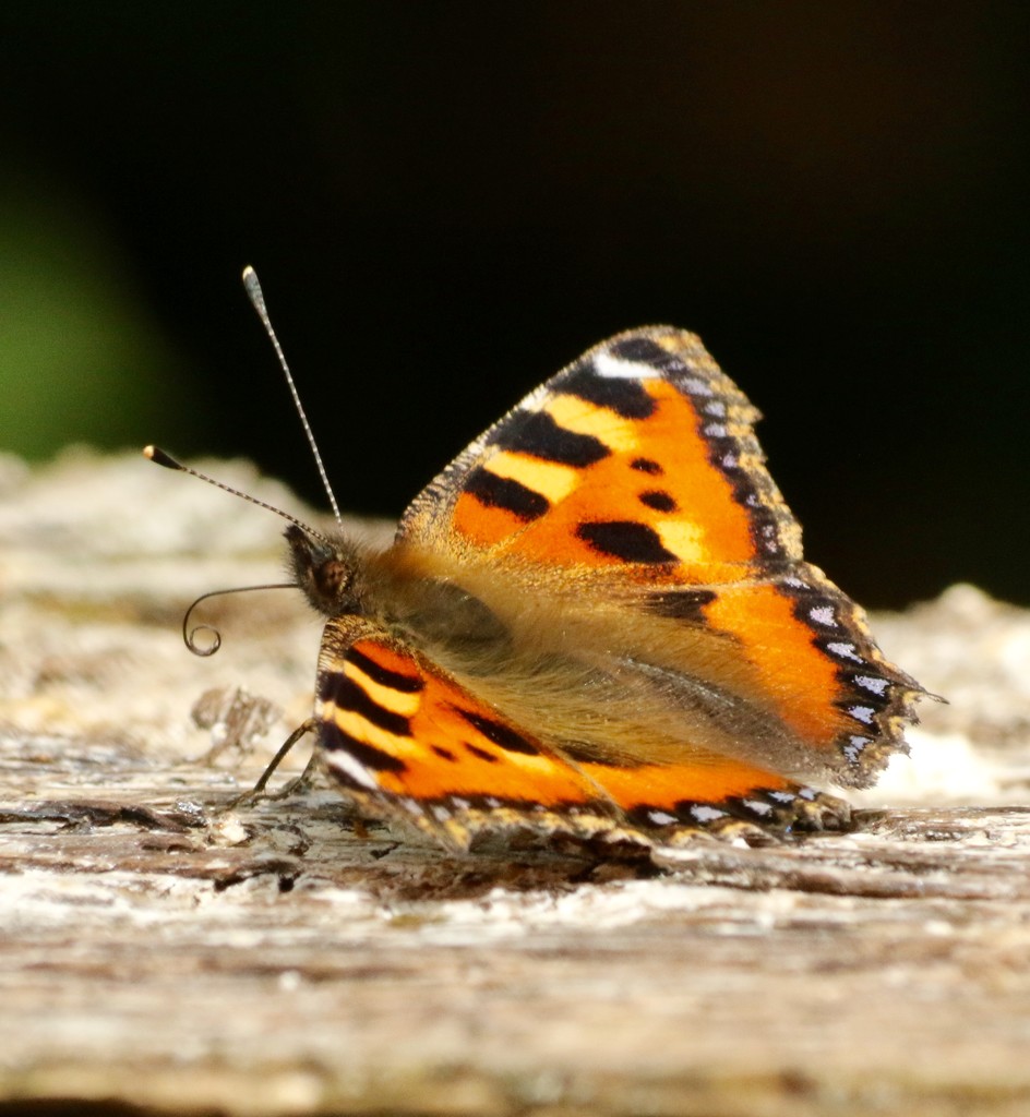 Small Tortoiseshell  by orchid99