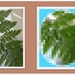 Fern pattern and pixilated fern design. by grace55