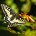 Swallowtail Enjoying the Crocosmia by jgpittenger