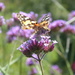 Small Tortoiseshell  butterfly on the Verbena by snowy