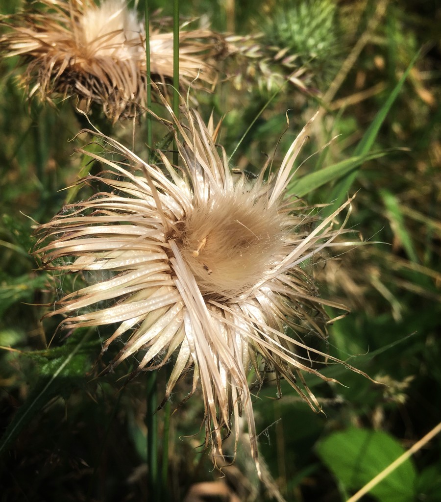 Thistle by pattyblue