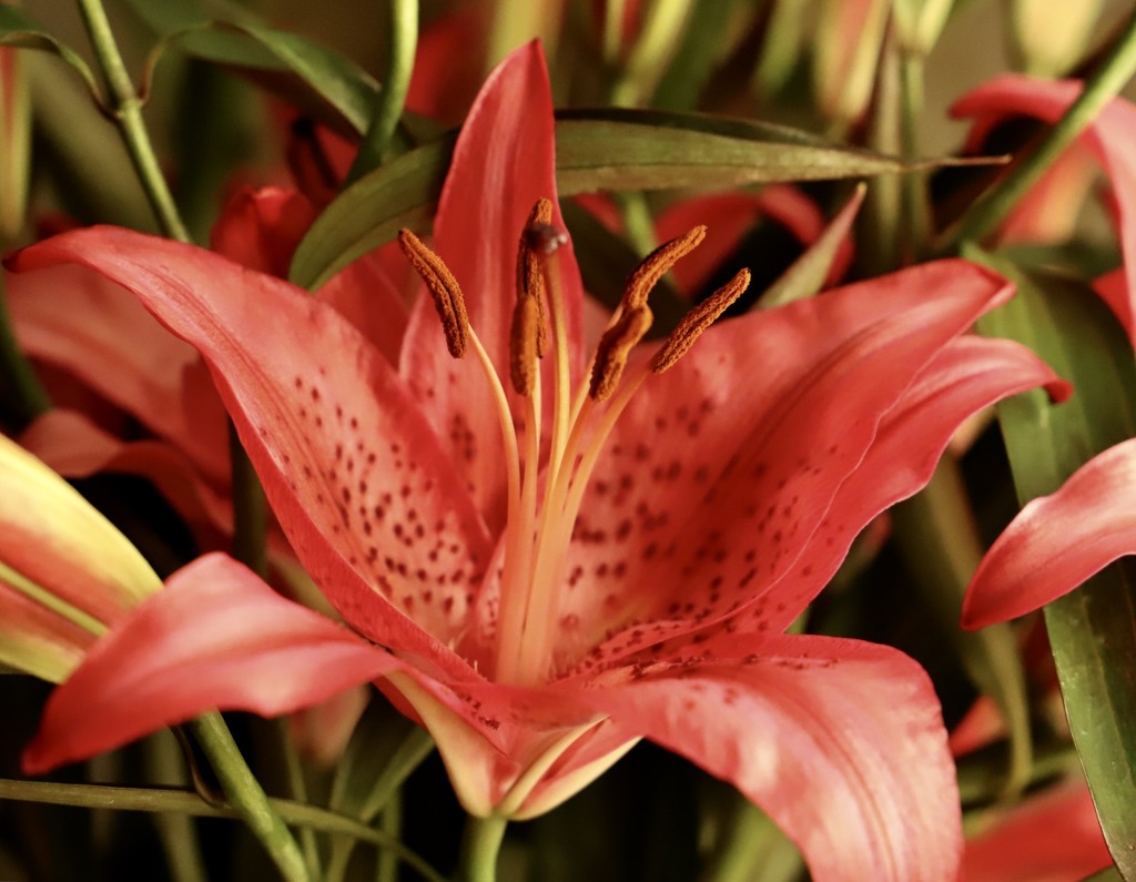 Red Lily  by carole_sandford