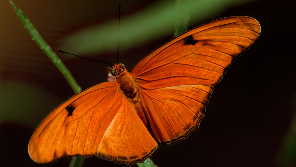 julia butterfly by rminer