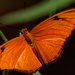 julia butterfly by rminer