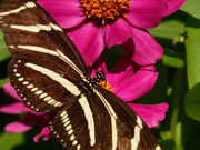 13th Aug 2019 - zebra butterfly