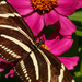 zebra butterfly by rminer