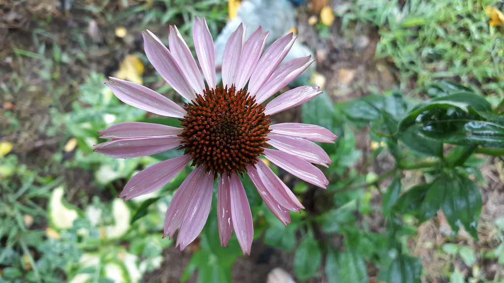 Cone Flower, the next day by julie
