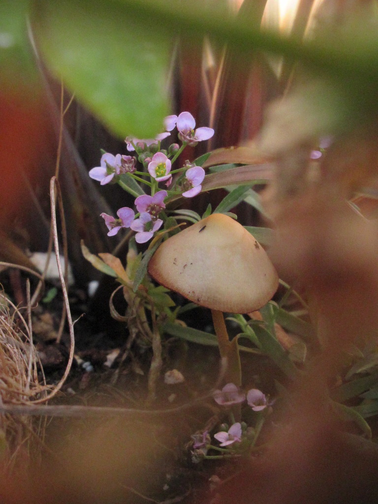 Mushroom in the Flower Box by granagringa