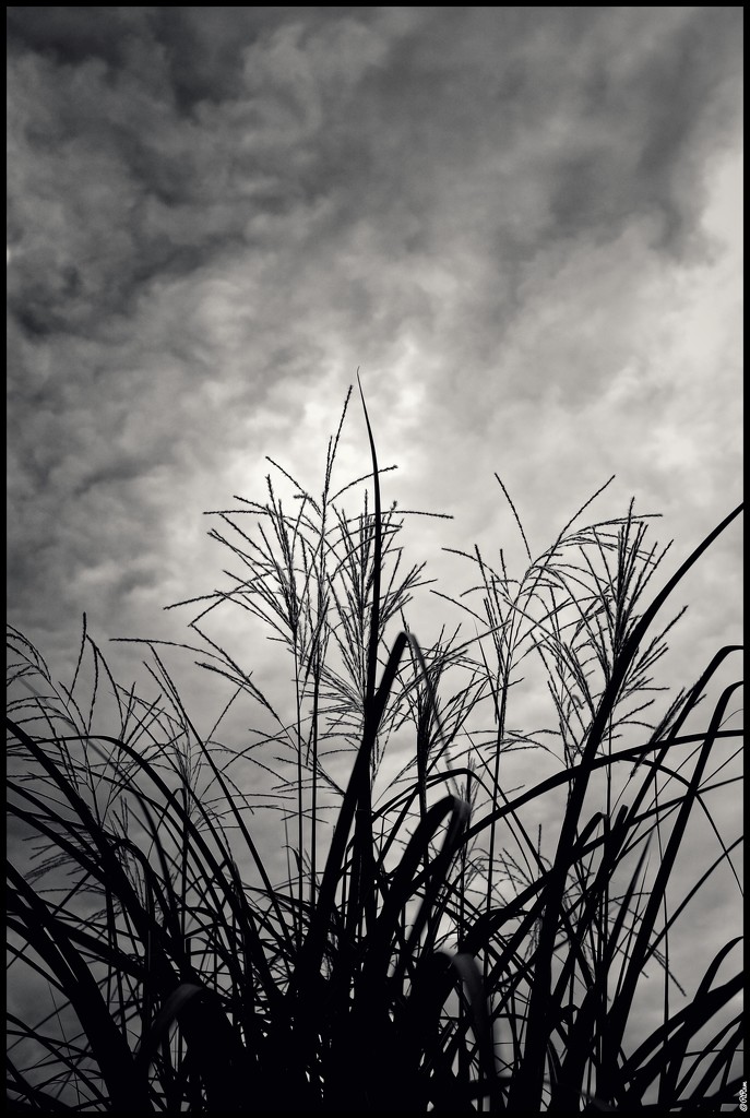 Grass&Cloudy by ramr