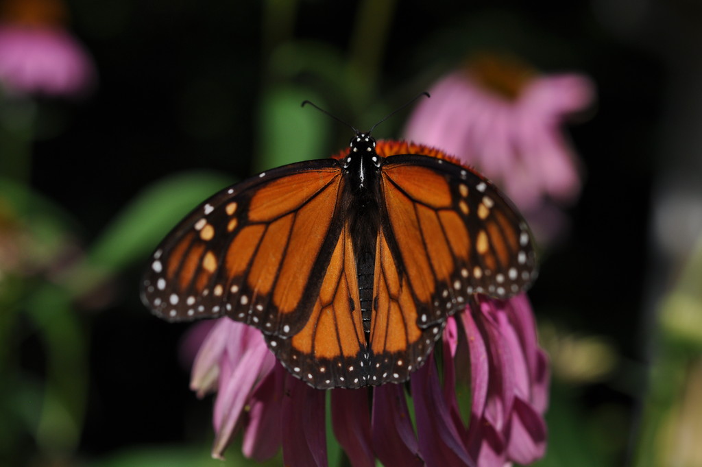 Monarch Butterfly by frantackaberry