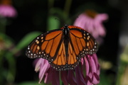 1st Aug 2019 - Monarch Butterfly