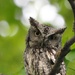 Screech Owl by frantackaberry