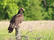18th Jun 2019 - Turkey Vulture