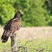 Turkey Vulture by frantackaberry