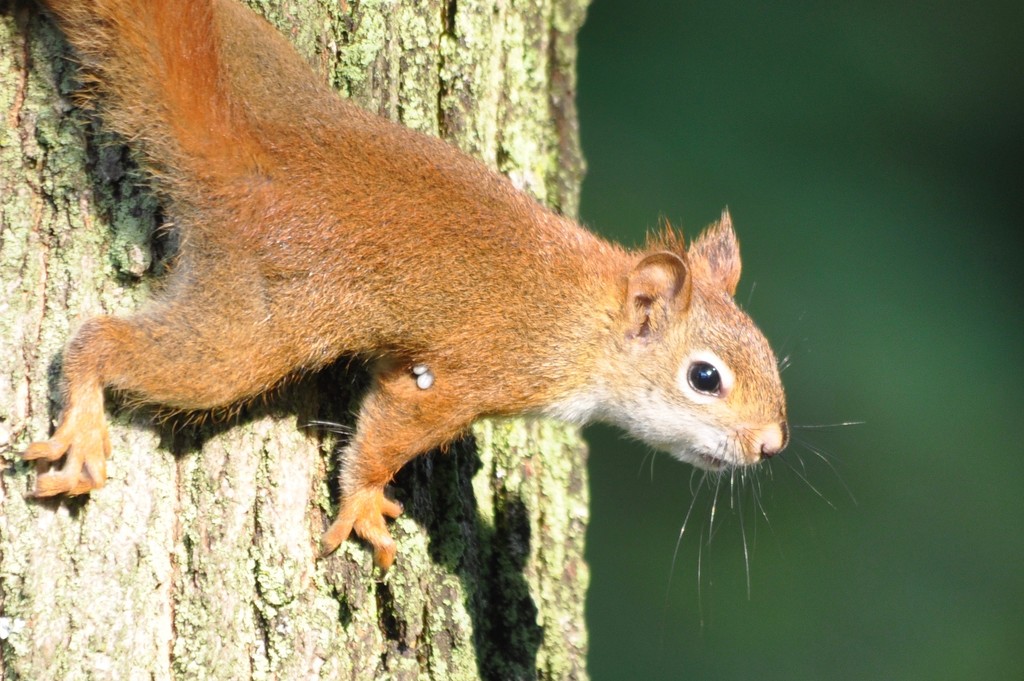 Ticks on a Red Squirrel by frantackaberry
