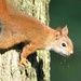 Ticks on a Red Squirrel by frantackaberry