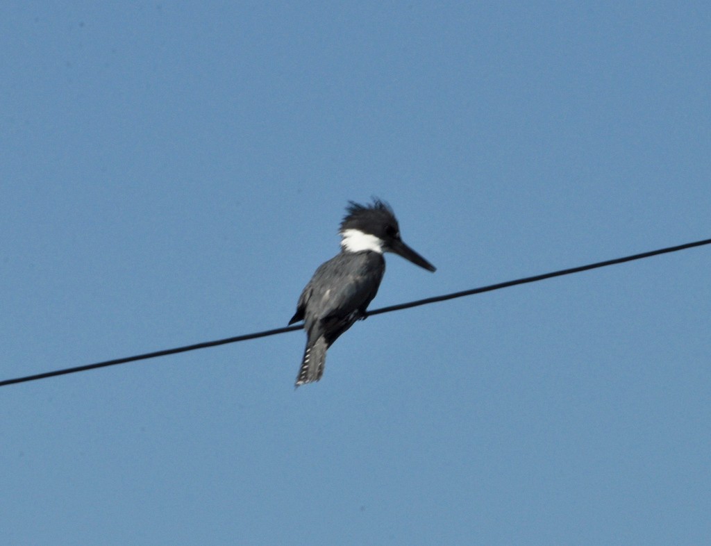 Belted Kingfisher by frantackaberry